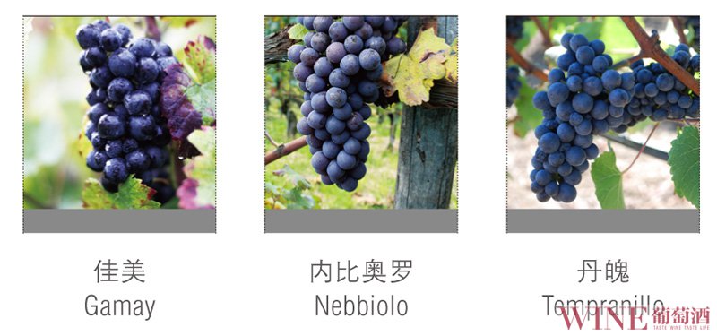 主要红葡萄品种