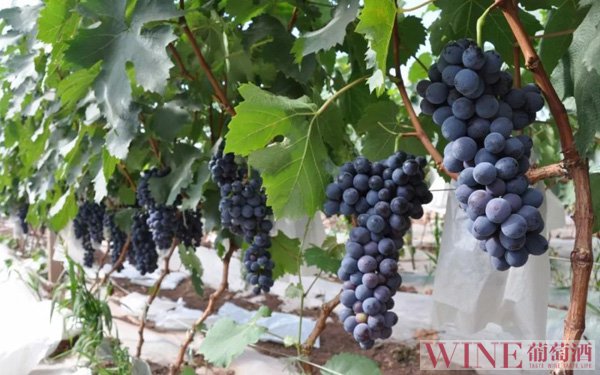 国产葡萄酒产量连续4年下滑