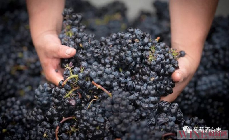 2018年全球葡萄酒产量将大幅反弹