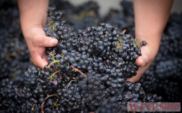<b>2018年全球葡萄酒产量将大幅反弹</b>