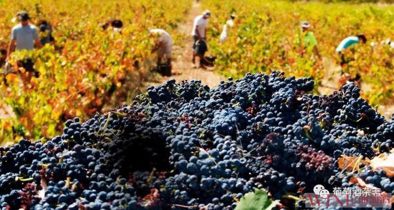 南澳多产区减产，葡萄酒将再涨价？
