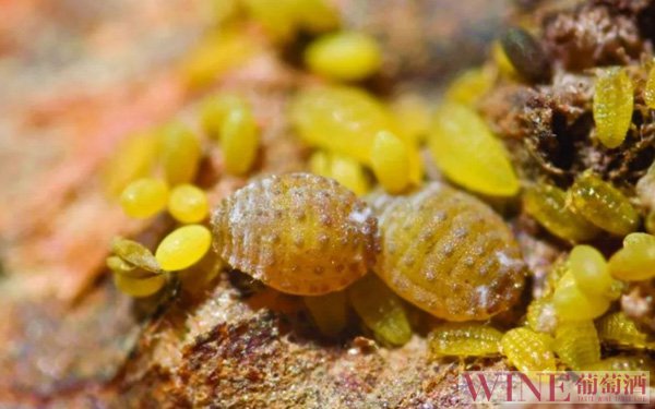 澳大利亚维多利亚州爆发葡萄根瘤蚜疫情