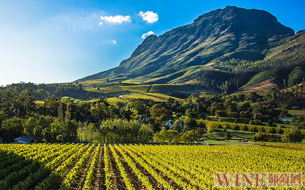 南非的《光辉岁月》，从黄家驹到曼德拉酒庄