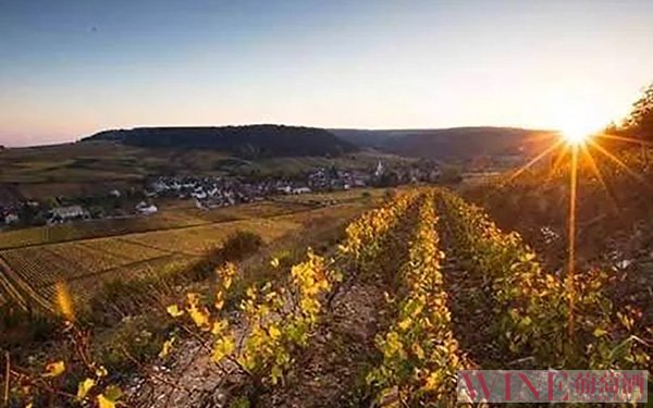 法国政府追加7600万欧元支持葡萄种植业