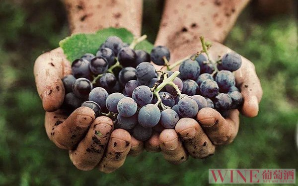 新型天然提取物可替代二氧化硫充当葡萄酒中的防腐剂