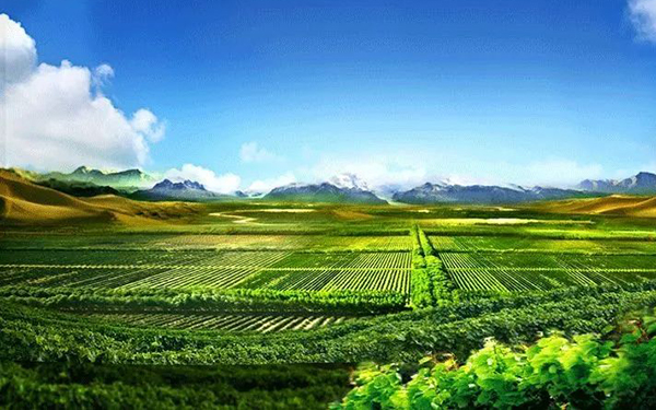 中国有机葡萄种植全球第六，达1.4万公顷