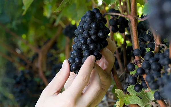 OIV公布2021年全球葡萄酒产量预测报告