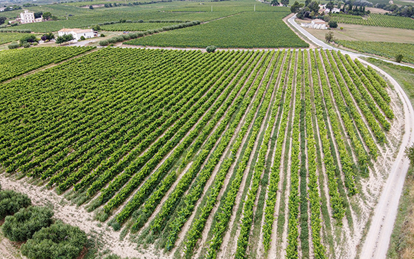 西班牙葡萄酒，有机种植推动下走向精品化