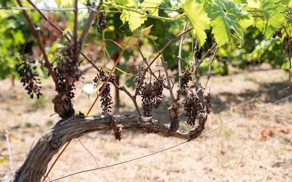博若莱3-10年葡萄树枯死