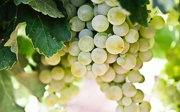宁夏、新疆两地酿酒白葡萄价格猛涨