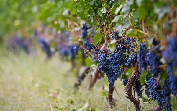 宁夏实施20项政策措施推进葡萄酒产业发展