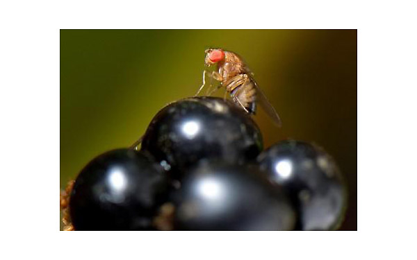 ● 德国葡萄园面临果蝇威胁