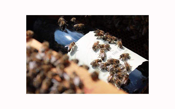 <b>法国研发“蜜蜂wifi”监控葡萄生长</b>