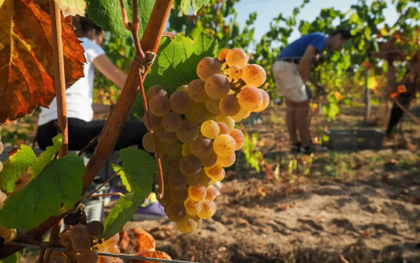 高温天气或助法国葡萄提前丰收