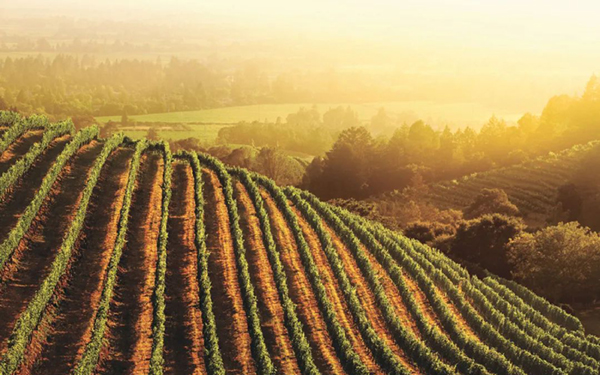 加州葡萄酒：一个传奇的开端