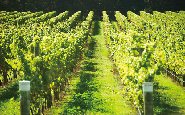 全球葡萄园面积减少，酿酒葡萄趋于单一