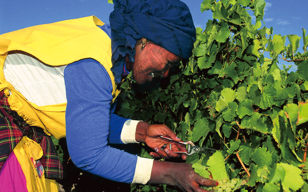 南非葡萄酒行业创造大量工作机会